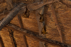 Epomophorus gambianus