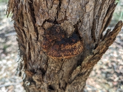 Hexagonia vesparia