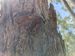 Hexagonia vesparia