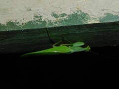Sphodromantis