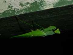 Sphodromantis