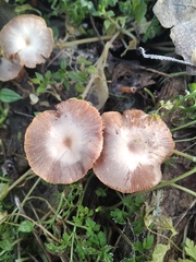 Tubariaceae