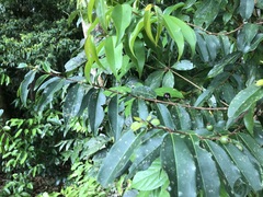 Pilidiostigma tropicum