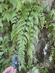 Asplenium pseudolaserpitiifolium
