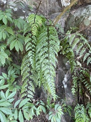 Asplenium pseudolaserpitiifolium