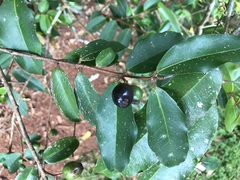 Pilidiostigma tropicum