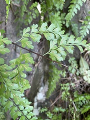Asplenium pseudolaserpitiifolium