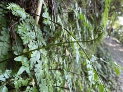 Asplenium pseudolaserpitiifolium