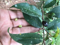 Pilidiostigma tropicum