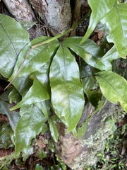 Tectaria harlandii