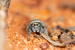 Maratus griseus
