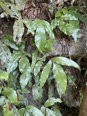 Tectaria harlandii