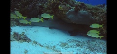Ginglymostoma cirratum