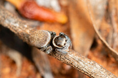 Maratus griseus