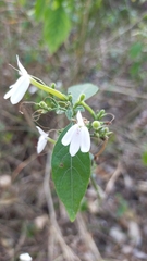 Rhinacanthus nasutus
