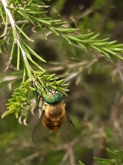 Scaptia auriflua