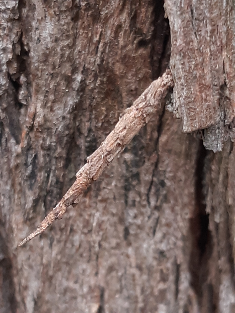 Casebearing Moths from Cranbourne VIC 3977, Australia on January 28 ...