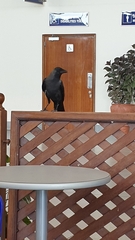 Corvus splendens