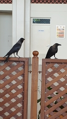 Corvus splendens