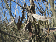 Cercis chinensis