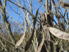 Cercis chinensis