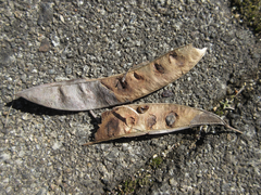 Cercis chinensis