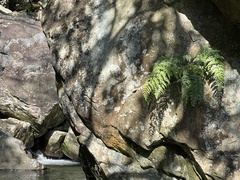 Asplenium pseudolaserpitiifolium
