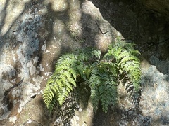 Asplenium pseudolaserpitiifolium