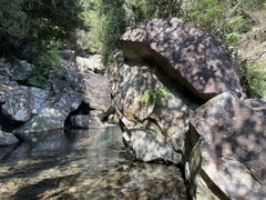 Asplenium pseudolaserpitiifolium