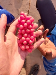 Menispermaceae