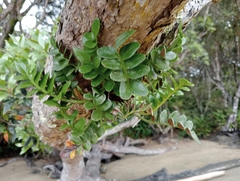 Asplenium obtusatum