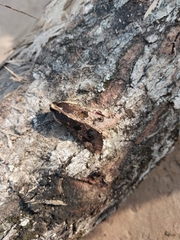 Sphingomorpha chlorea