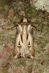 Agrotis spinifera