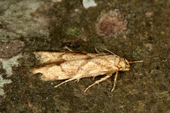 Blastobasis decolorella