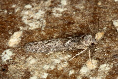 Blastobasis maroccanella