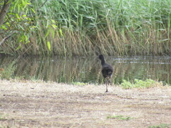 Gallinula tenebrosa
