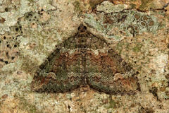 Catarhoe basochesiata