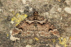 Catarhoe basochesiata