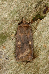Cerastis faceta