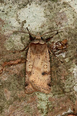 Cerastis faceta