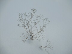 Bupleurum scorzonerifolium