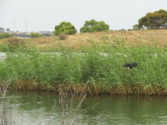 Gallinula tenebrosa
