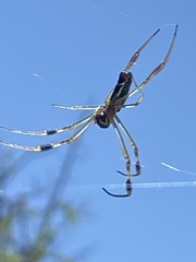 Trichonephila senegalensis
