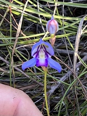 Disa graminifolia