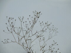 Bupleurum scorzonerifolium