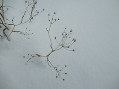 Bupleurum scorzonerifolium