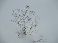 Bupleurum scorzonerifolium