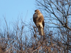 Buteo japonicus