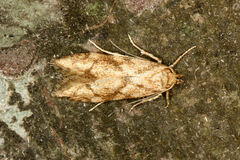 Blastobasis decolorella