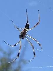Trichonephila senegalensis